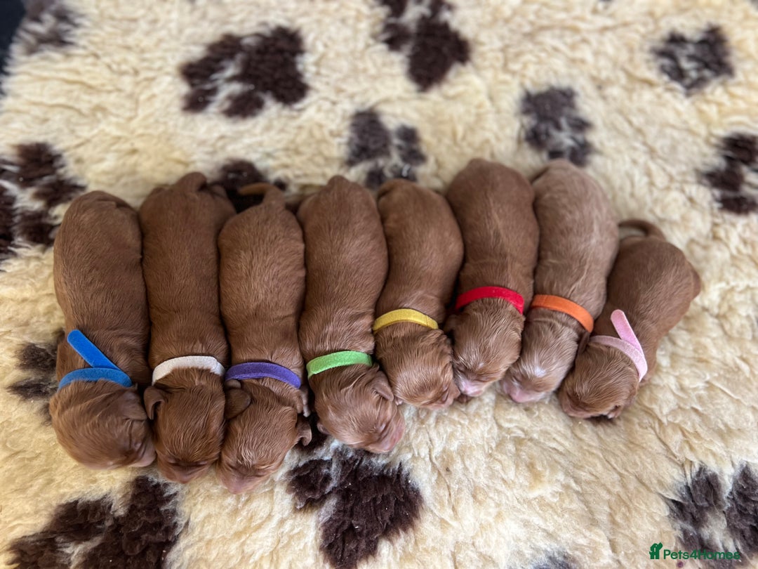 Cockapoo dogs for sale: F1 Cockapoos from health tested parents  - Image 1