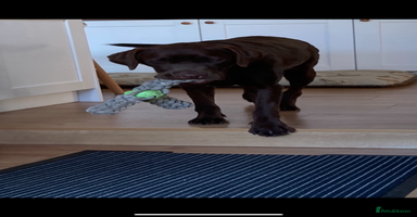 Labrador Retriever dogs - Advert 10