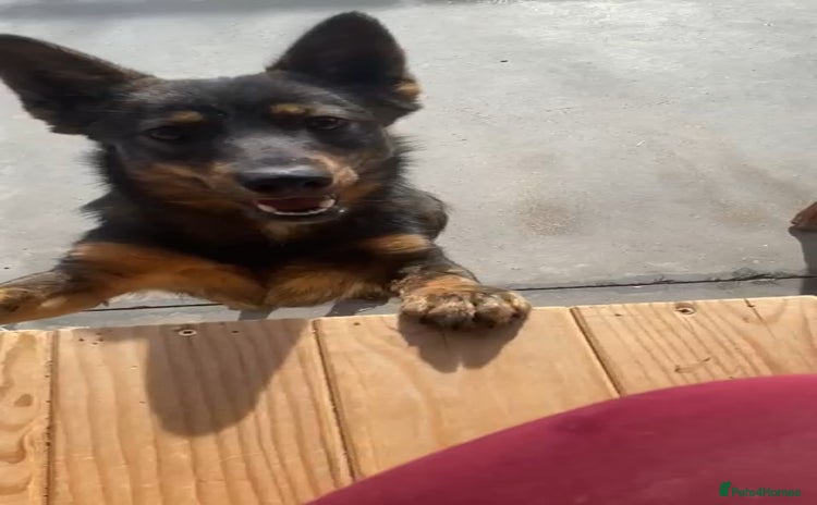 Mixed Breed dogs Ivar, 1 yr approx. Available for adoption. - Advert 1