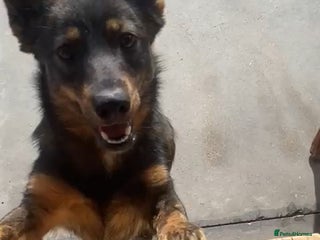 Mixed Breed dogs Ivar, 1 yr approx. Available for adoption. - Advert 1