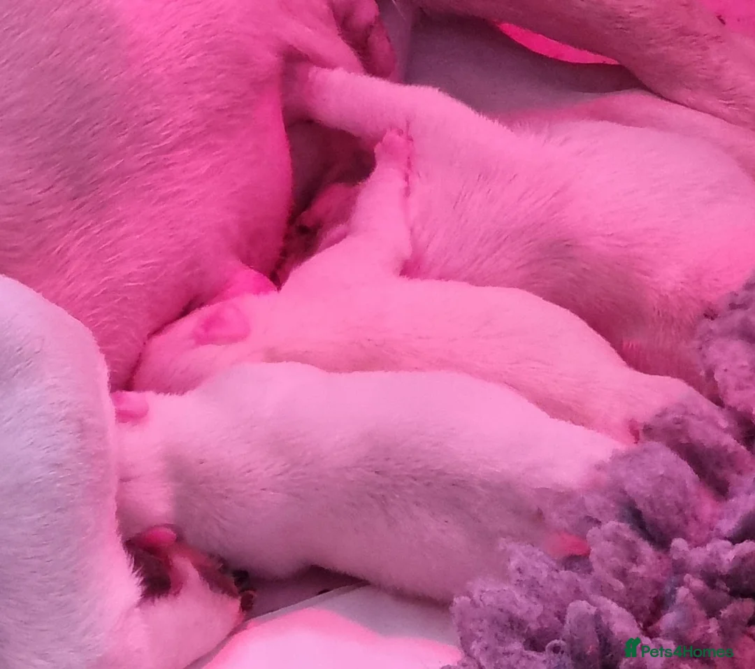French Bulldog dogs for sale: Unique White French Bulldogs in Wolverhampton - Advert 2