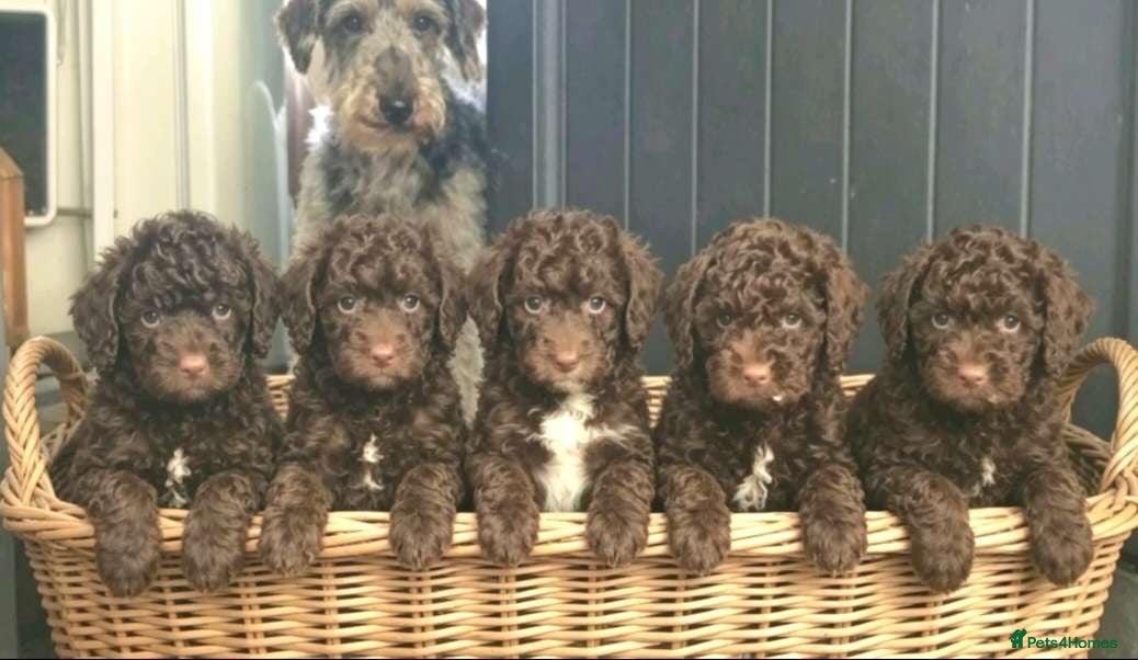 Mixed Breed dogs ADORABLE F1BB GOLDENDOODLE PUPPIES - Advert 1
