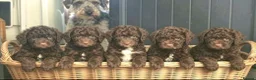 Mixed Breed dogs for sale: ADORABLE F1BB GOLDENDOODLE PUPPIES - Advert 10
