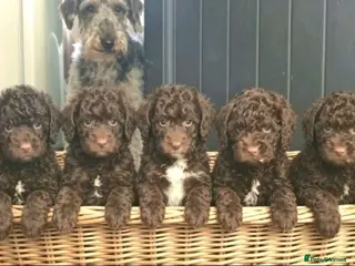 Mixed Breed dogs ADORABLE F1BB GOLDENDOODLE PUPPIES - Advert 1
