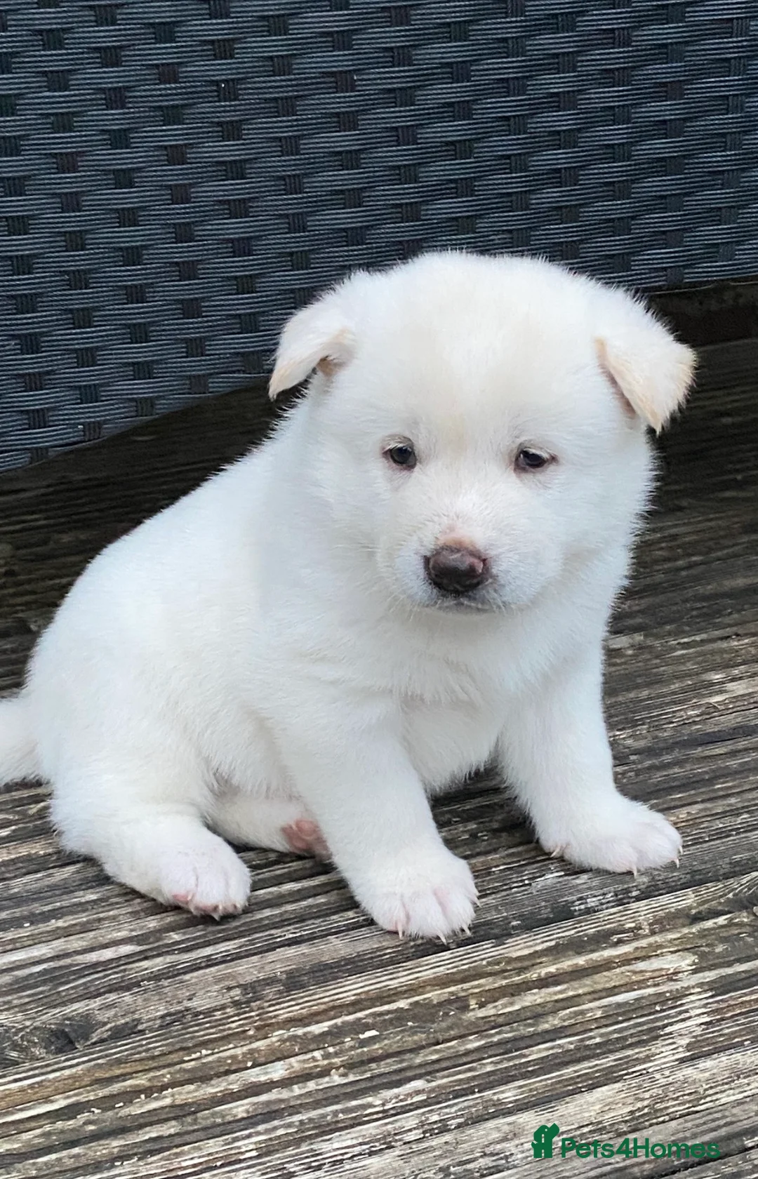 Japanese Akita Inu dogs for sale: Beautiful Japanese Akita Puppies 3 Stunning girls - Advert 4