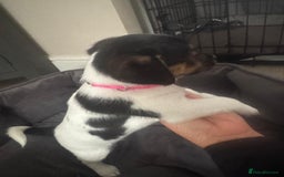 Jack Russell dogs for sale: Jack Russell litter of 7 - Advert 3