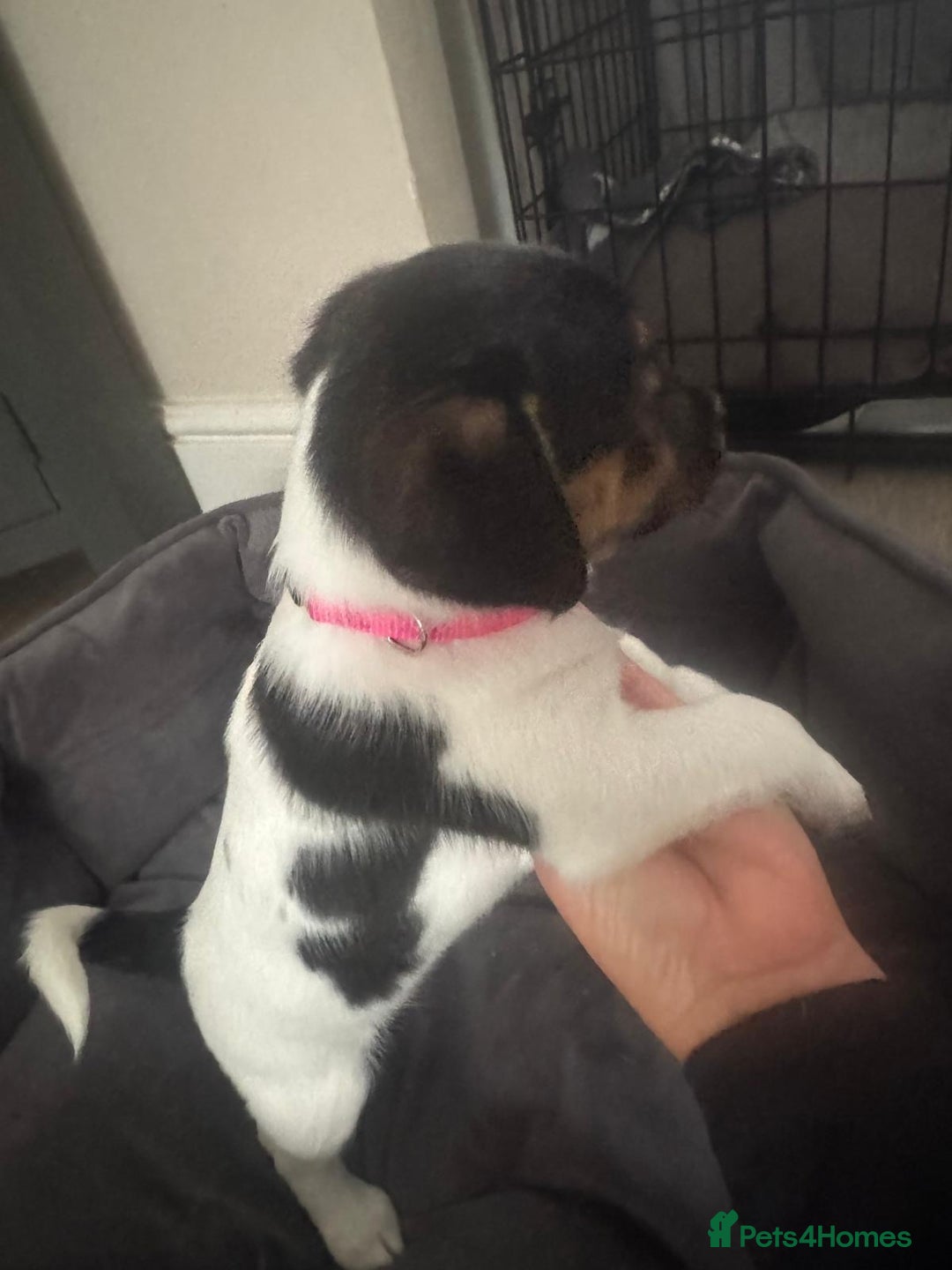 Jack Russell dogs for sale: Jack Russell litter of 7 - Advert 3