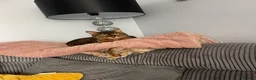 Bengal cats for sale: 2 x female bengal cats (free)  - Advert 1