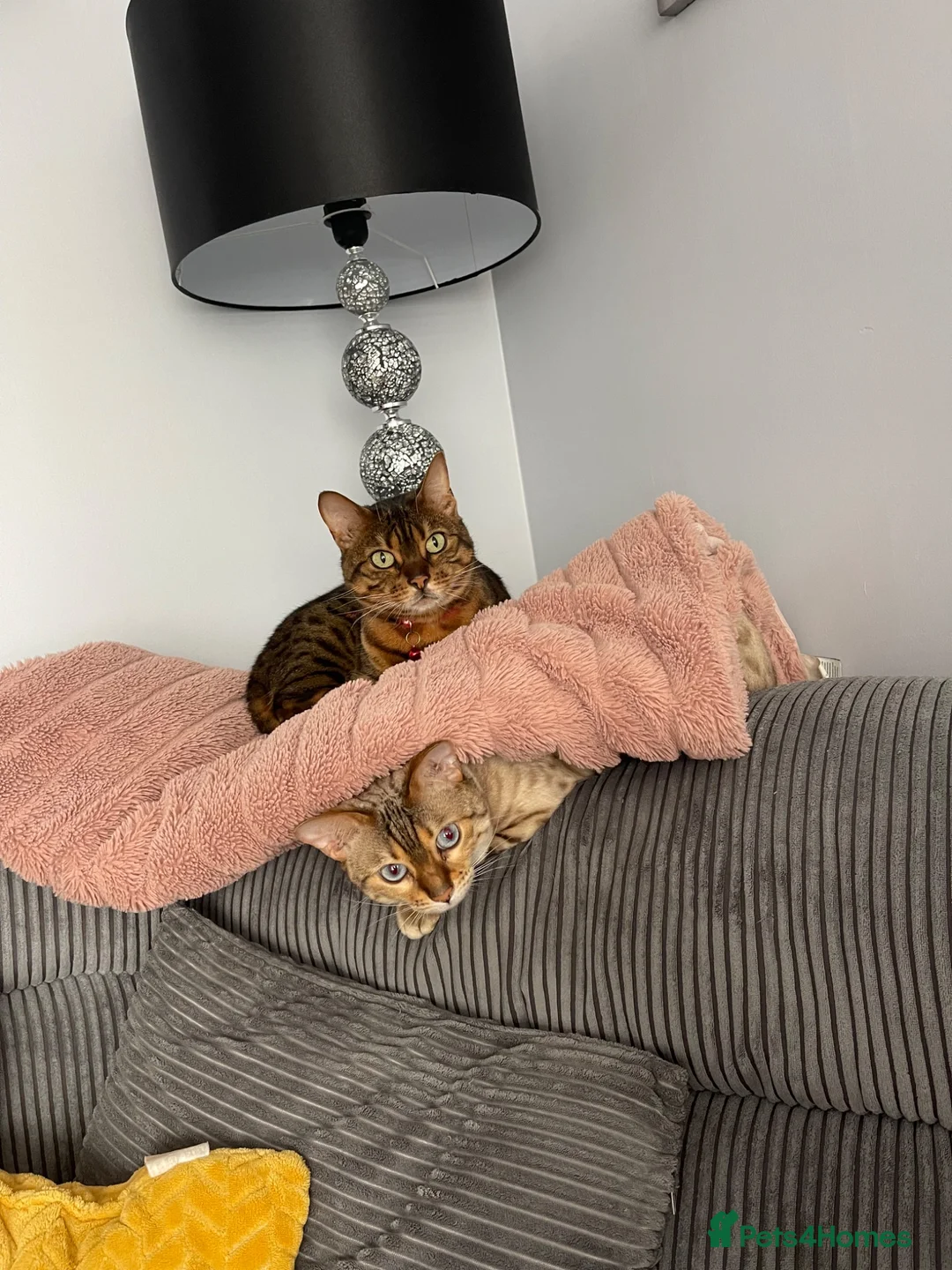 Bengal cats for sale: 2 x female bengal cats (free)  - Advert 1