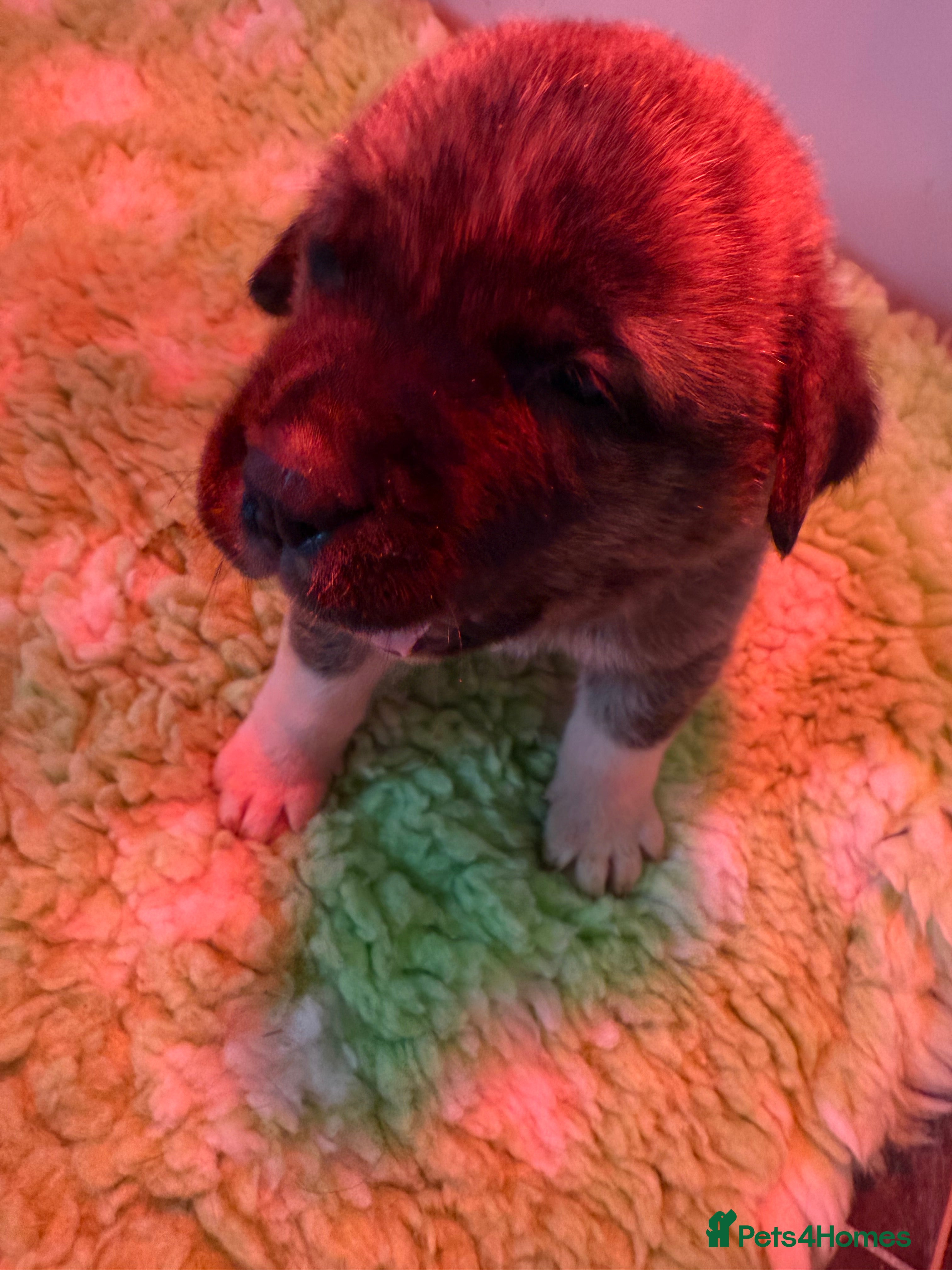 Mastiff dogs Registered Spanish mastiff puppies  - Advert 7