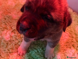 Mastiff dogs Registered Spanish mastiff puppies - Advert 7