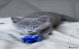 Russian Blue cats for sale: Pure Russian Blue Kittens Available  - Image 29