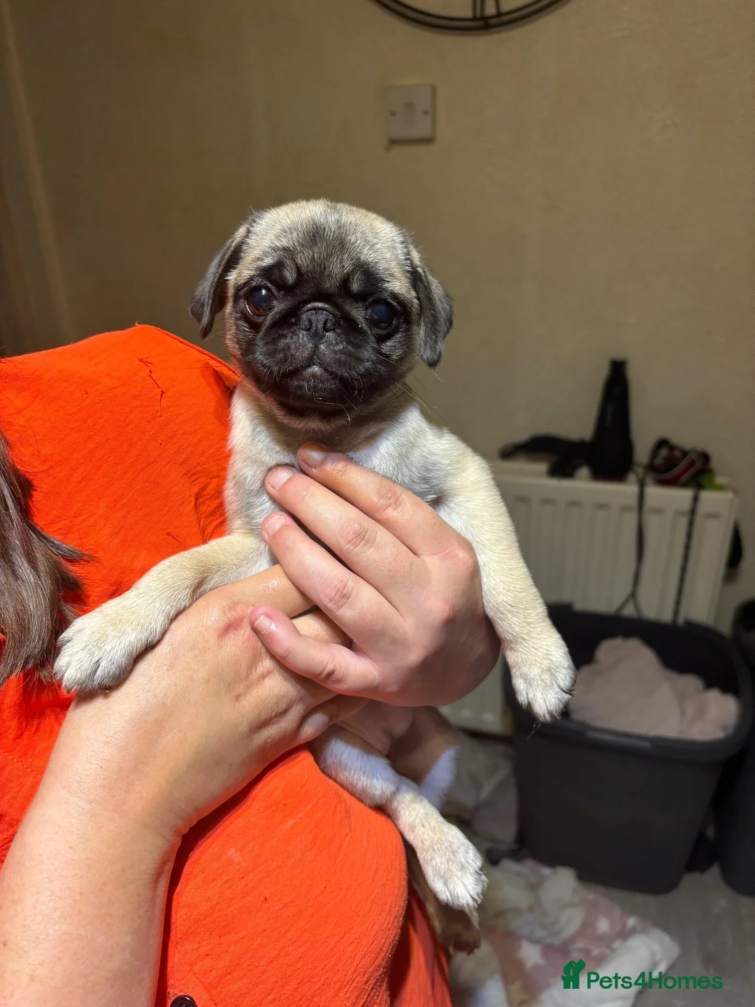 Pug dogs for sale: Two beautiful pug pugs available  - Advert 5