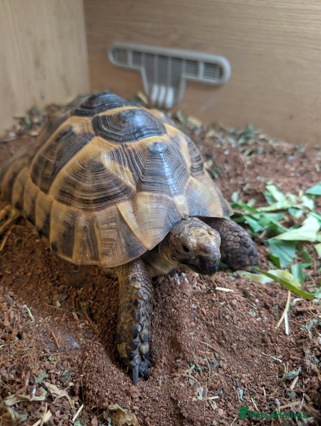 Tortoise reptiles for sale: Greek Spur thigh toirtose  - Image 1