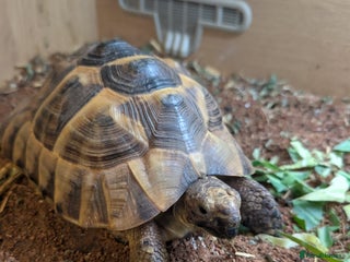 Tortoise reptiles Greek Spur thigh toirtose - Advert 6