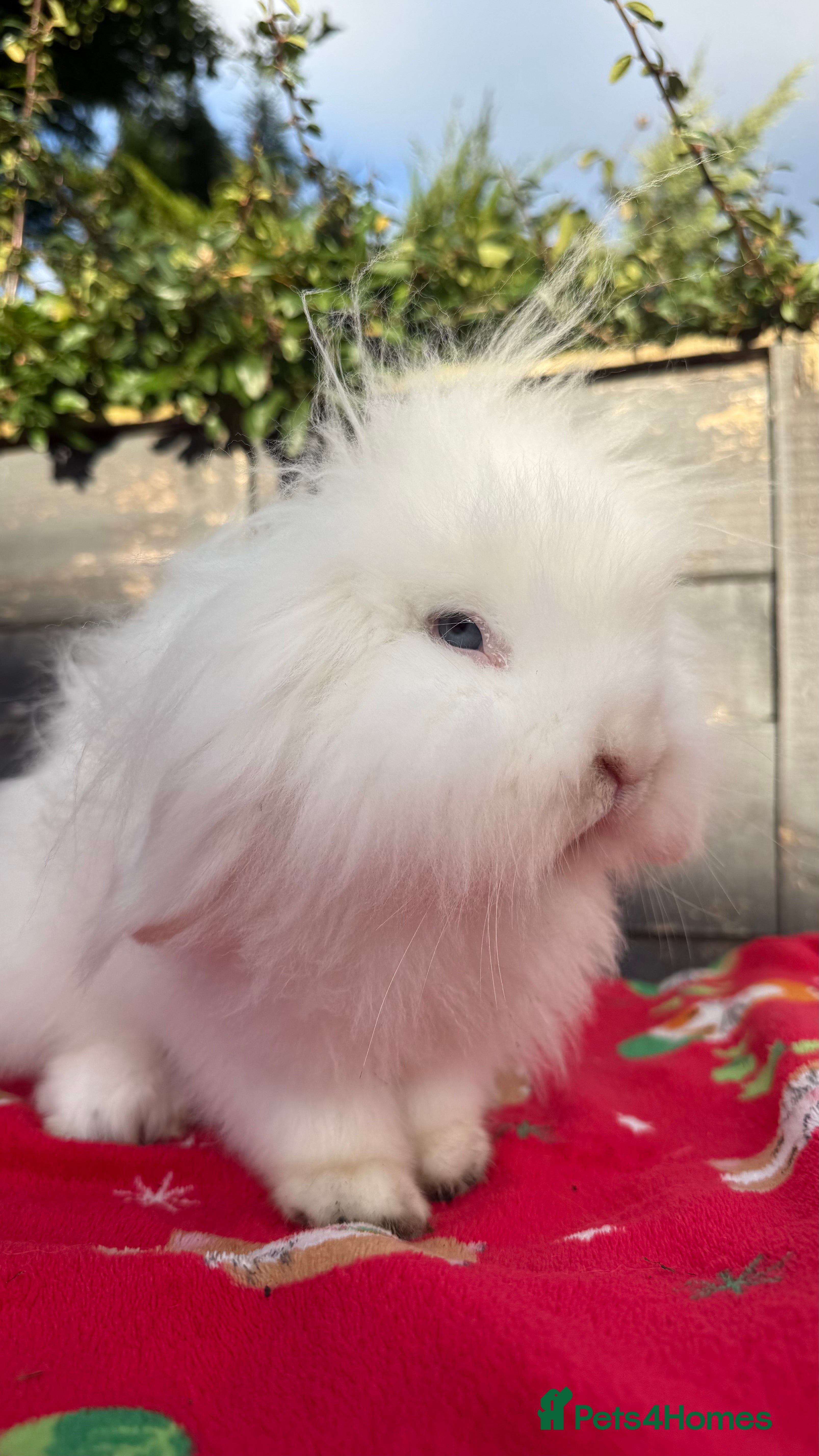 Mini Lion Lop rabbits Beautiful Blue Eyed White Boy - Advert 14