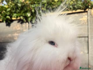 Mini Lion Lop rabbits Beautiful Blue Eyed White Boy - Advert 9