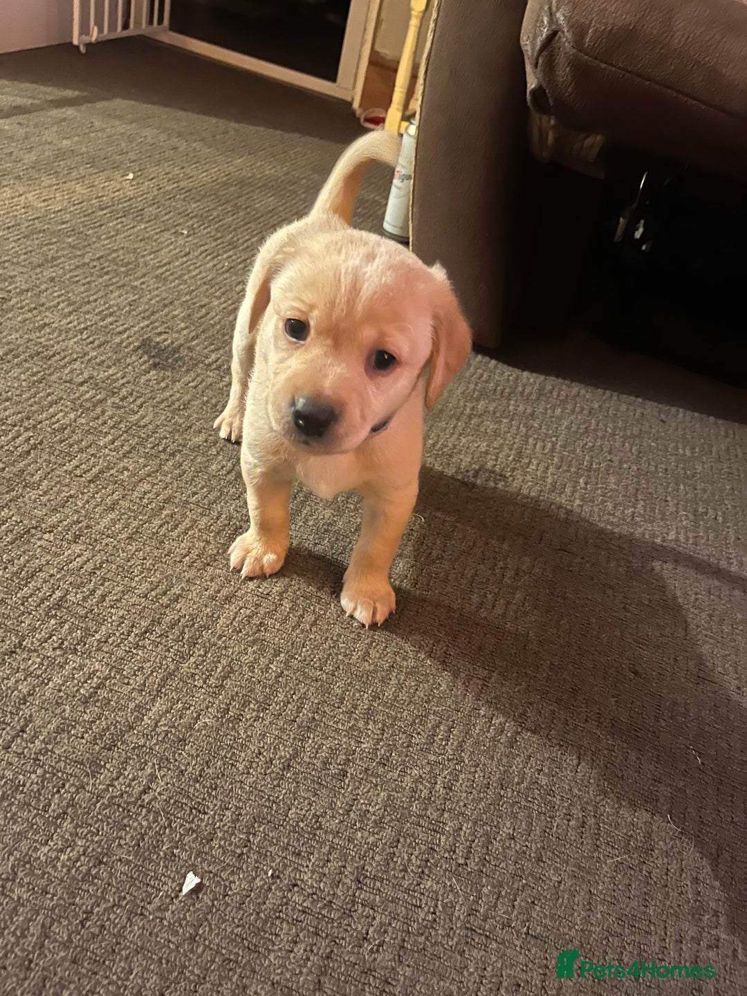 Labrador Retriever dogs for sale: Labrador Puppies - Advert 4