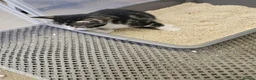 Mixed Breed cats for sale: Adorable kittens  - Advert 9