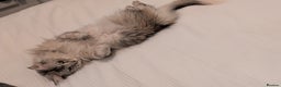 Maine Coon cats for sale: 3 year old female Maine coon - Advert 3