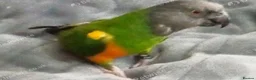 Parrots birds for sale: Tame 3 & Half Year Senegal Parrot For New Home, - Advert 5
