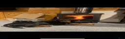 Sprocker dogs for stud: Sprocker stud  - Advert 6