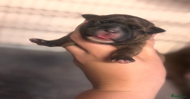 Staffordshire Bull Terrier dogs - Advert 2