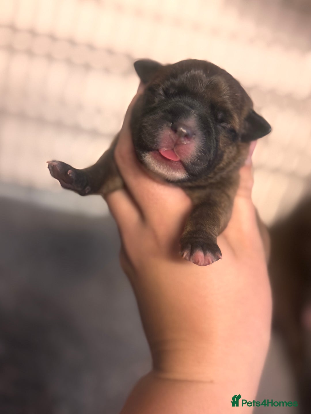 Staffordshire Bull Terrier dogs for sale: KC Staffordshire Bull Terrier - Image 12