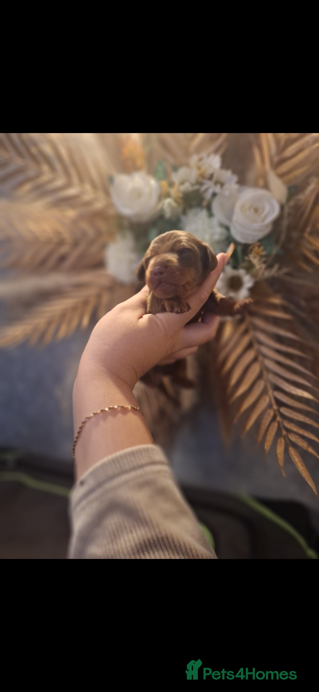 Miniature Dachshund dogs for sale: 💗kc fluffy carrier mini dashounds💗 - Image 2