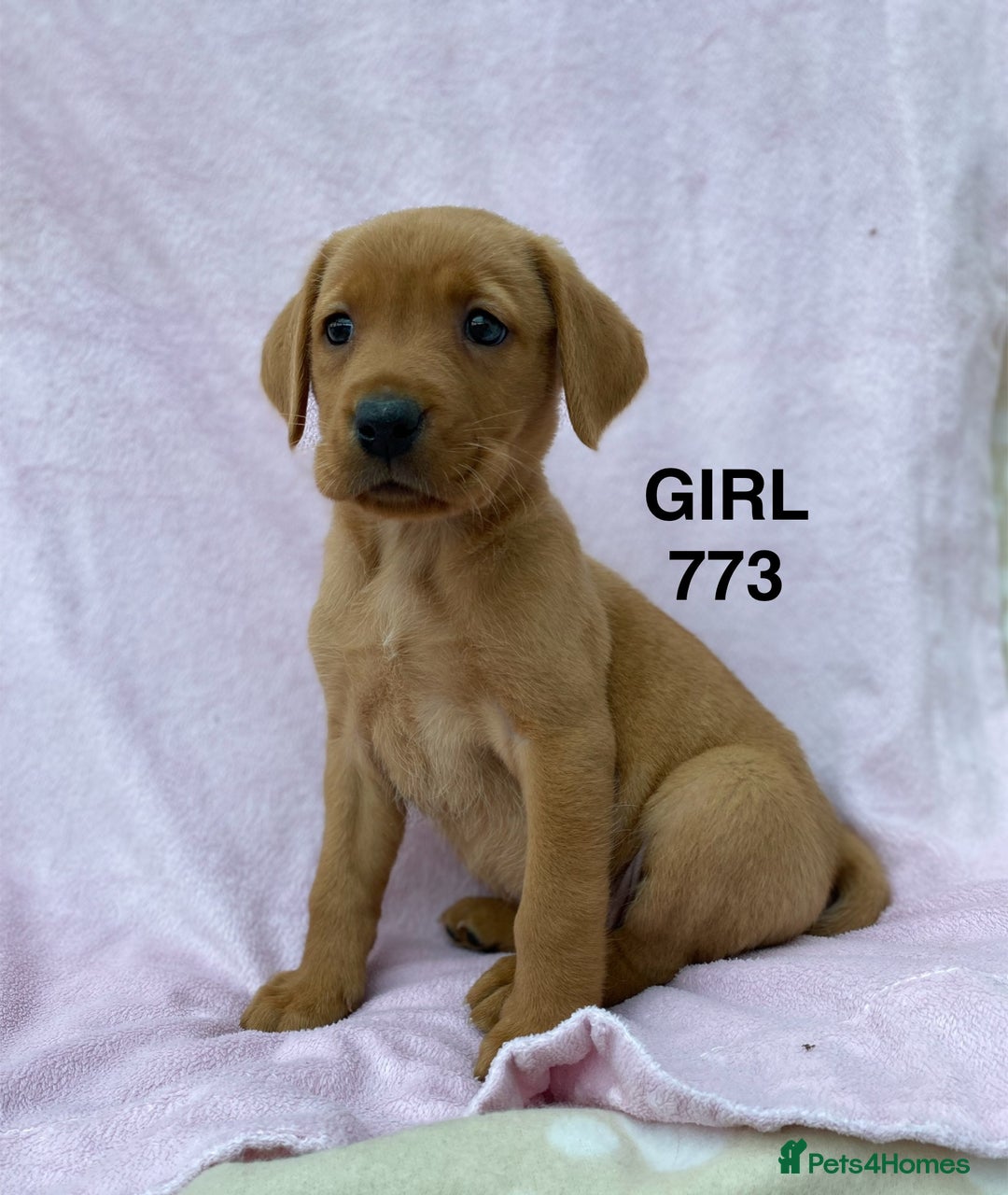 Labrador Retriever dogs for sale: Labrador Retriever - Image 28