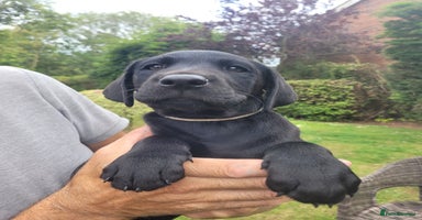Labrador Retriever dogs in Hornsea - Advert 8