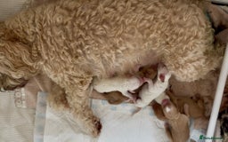 Australian Labradoodle dogs for sale: Exceptionally bred for Health! Temperament! Looks! - Advert 9