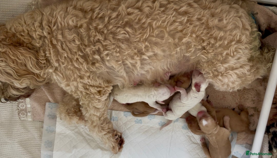 Australian Labradoodle dogs for sale: Exceptionally bred for Health! Temperament! Looks! - Advert 9