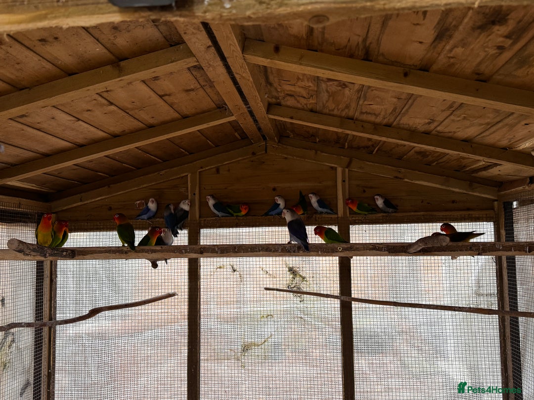 Lovebirds birds for sale: Lovebirds for sale - Advert 3