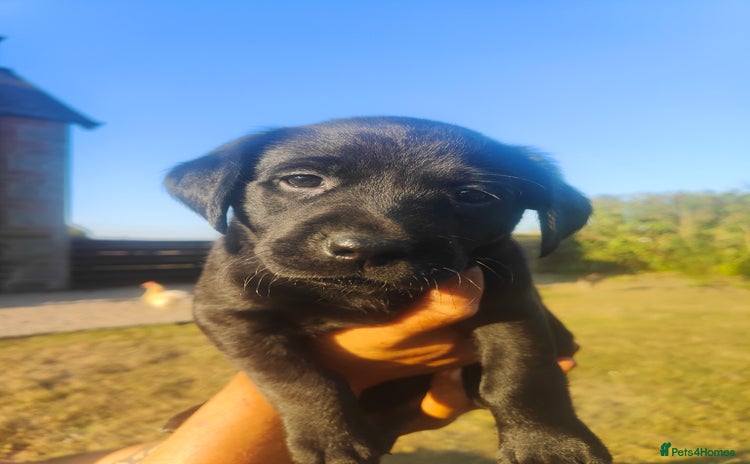 Labrador Retriever dogs - Advert 1