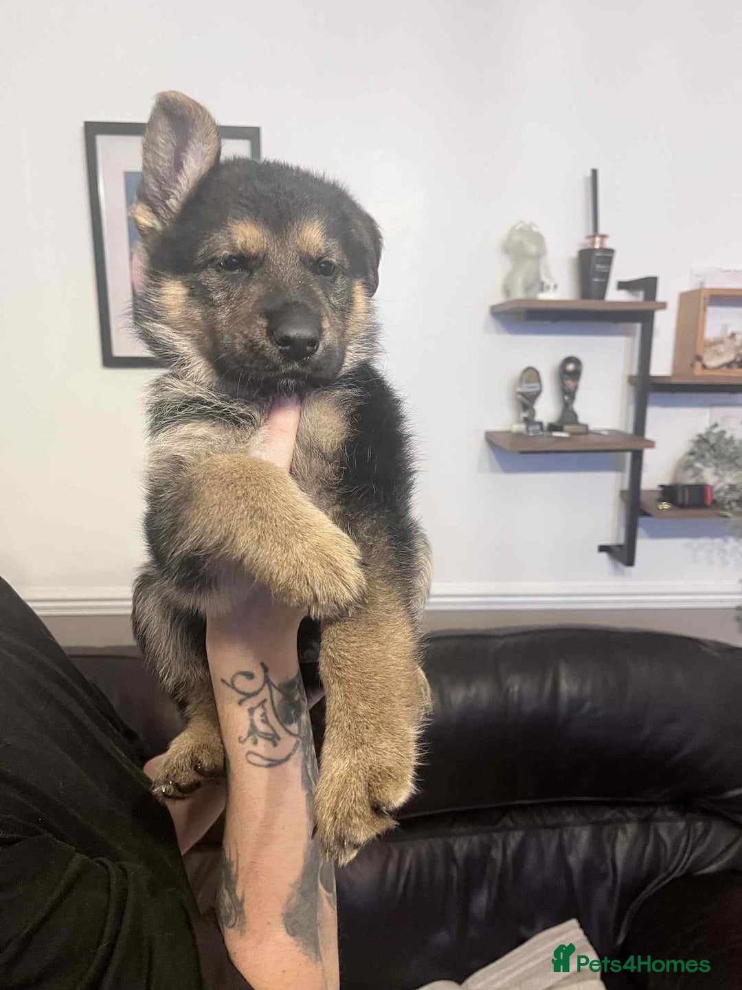 German Shepherd dogs for sale: German Shepherd pups - Advert 11