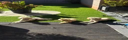 Miniature Poodle dogs for sale: Female Poodle - Advert 5