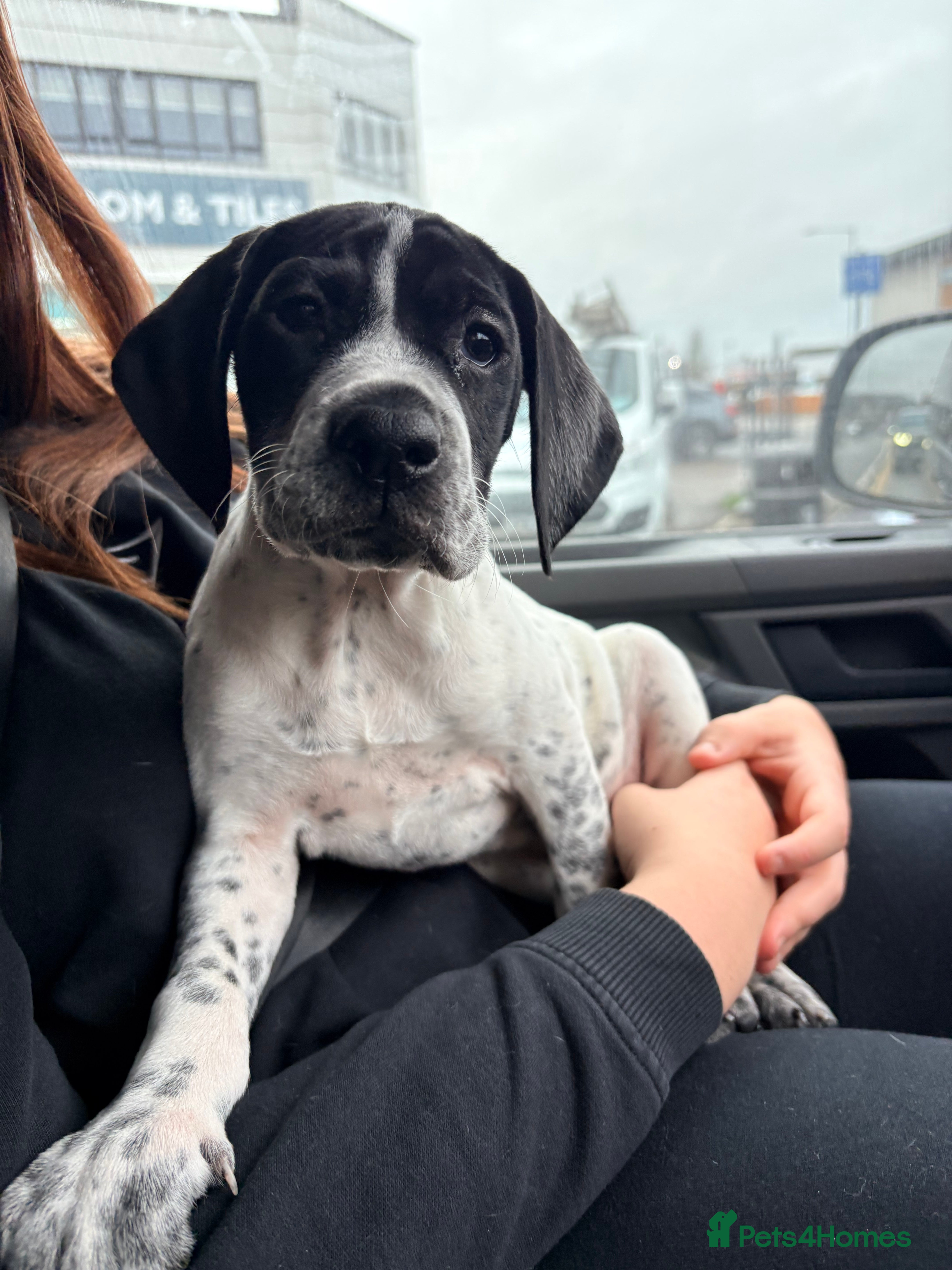 Pointer dogs Last gorgeous puppy looking for a loving home  - Advert 1