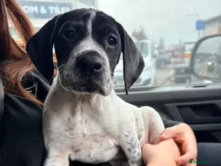 Pointer dogs Last gorgeous puppy looking for a loving home - Advert 1