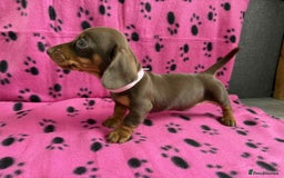 Miniature Dachshund dogs for sale: ADORABLE MINIATURE DACHSHUND PUPPIES  - Image 6