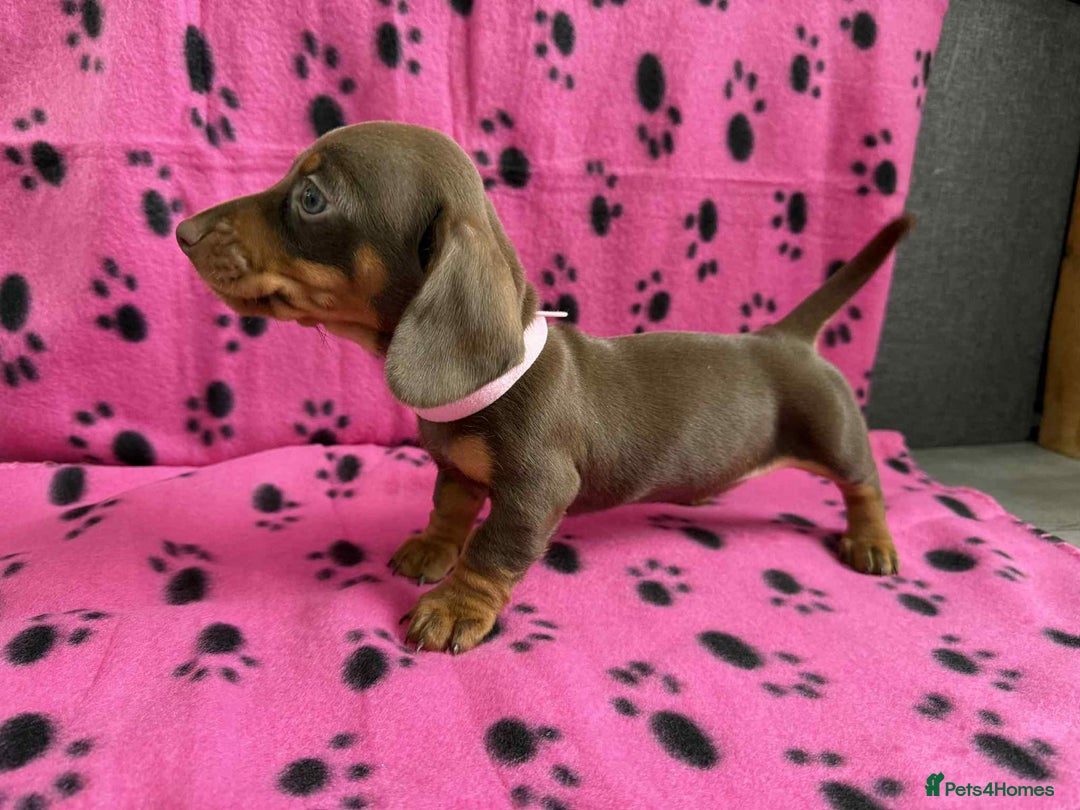 Miniature Dachshund dogs for sale: ADORABLE MINIATURE DACHSHUND PUPPIES  - Image 6