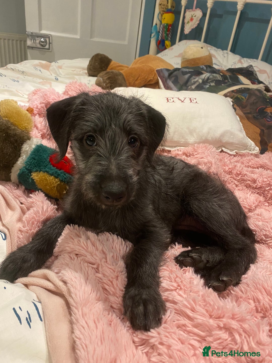 Mixed Breed dogs for sale: Bedlington whippet puppies  - Advert 16