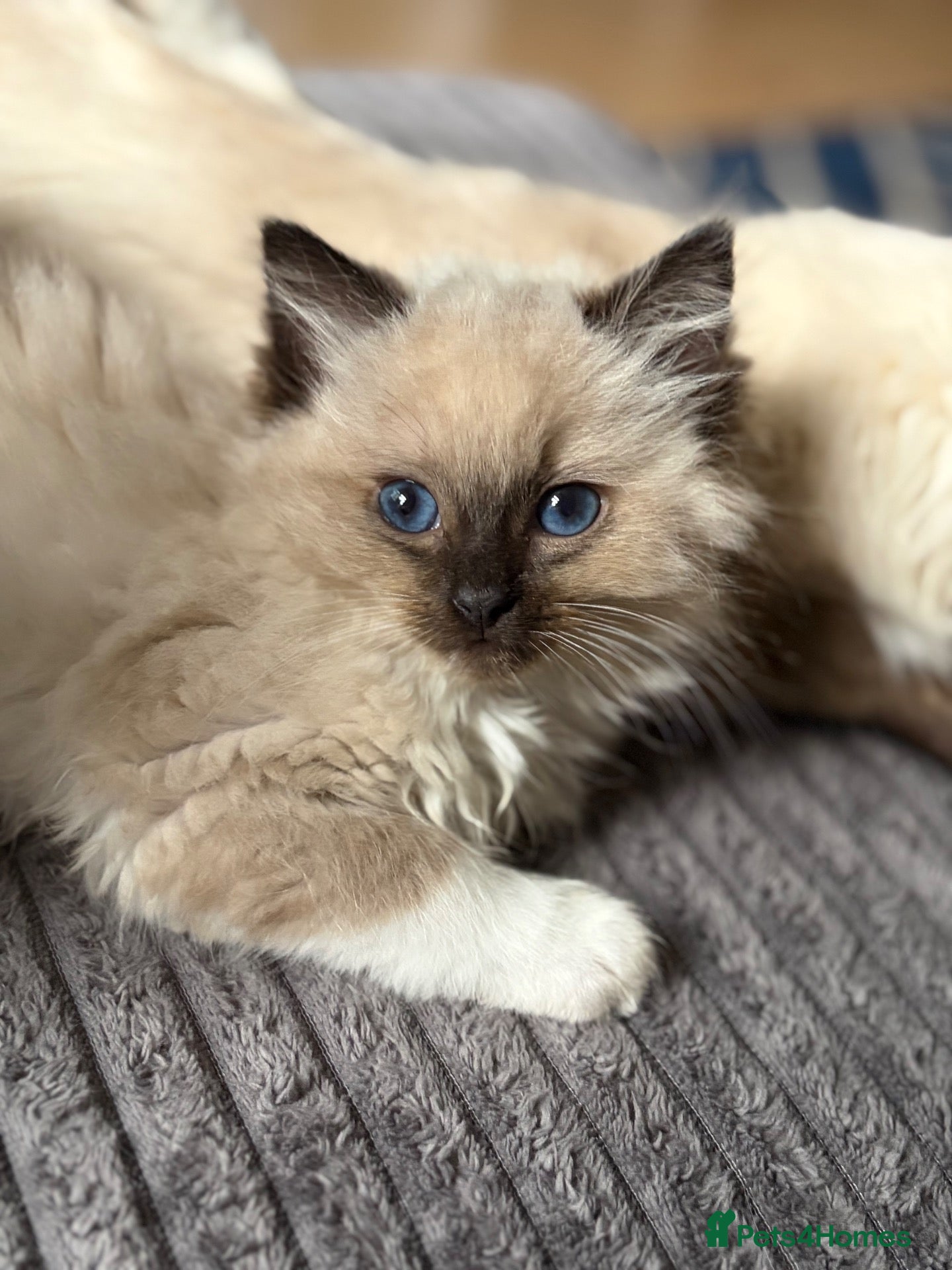 Ragdoll cats Amazing Pure ragdolls last girl  - Advert 2