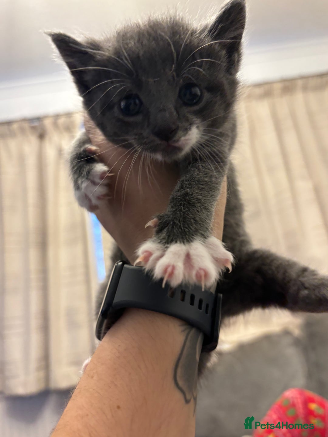 Mixed Breed cats for sale: Beautiful kittens ready for 5/11/28 - Image 11