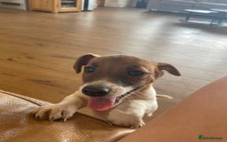 Jack Russell dogs for sale: Jack Russell Puppies - Image 6