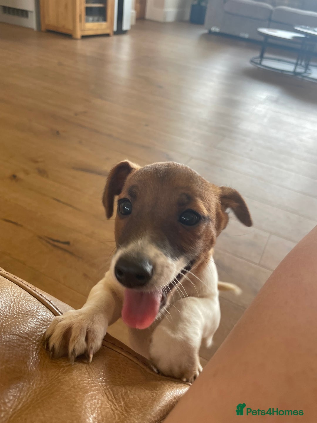 Jack Russell dogs for sale: Jack Russell Puppies - Image 6