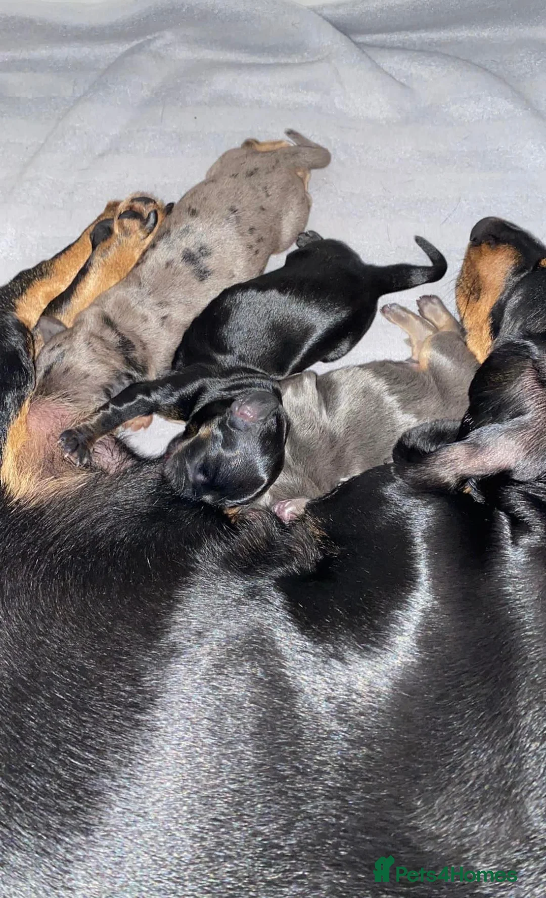 Miniature Dachshund dogs for stud: KC REG SILVER DAPPLE & TAN STUD CARRYING CREAM in Irvine - Advert 19