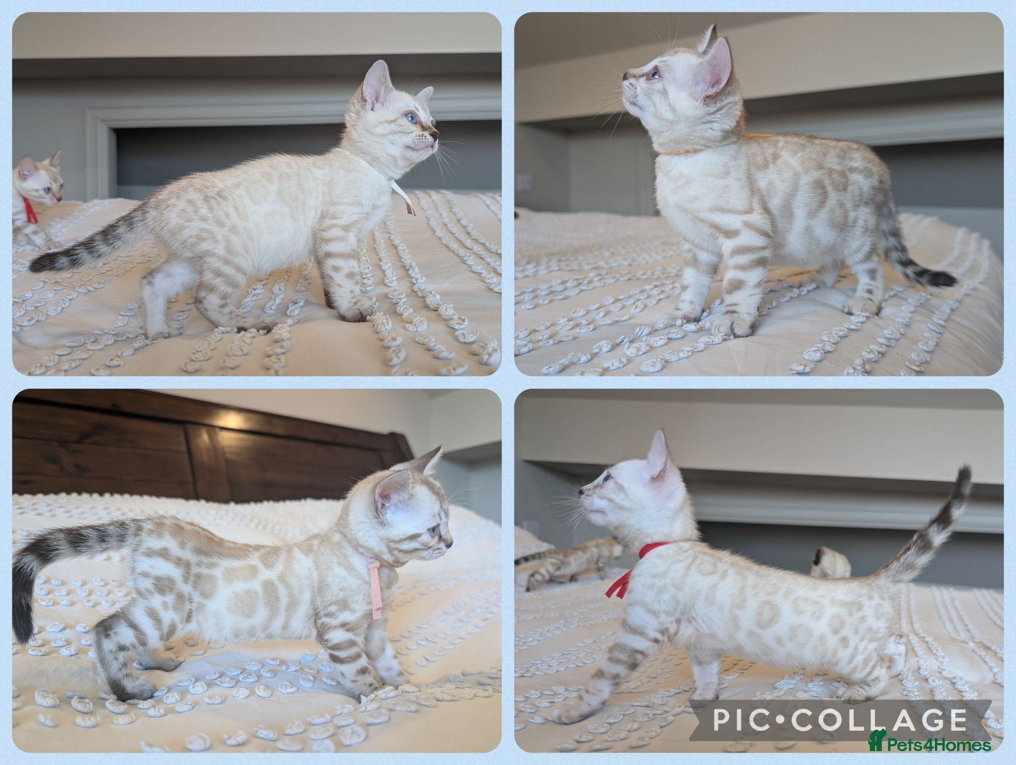 Bengal cats for sale: 🤍🩶 GORGEOUS BENGAL KITTENS 🩶🤍 - Advert 1