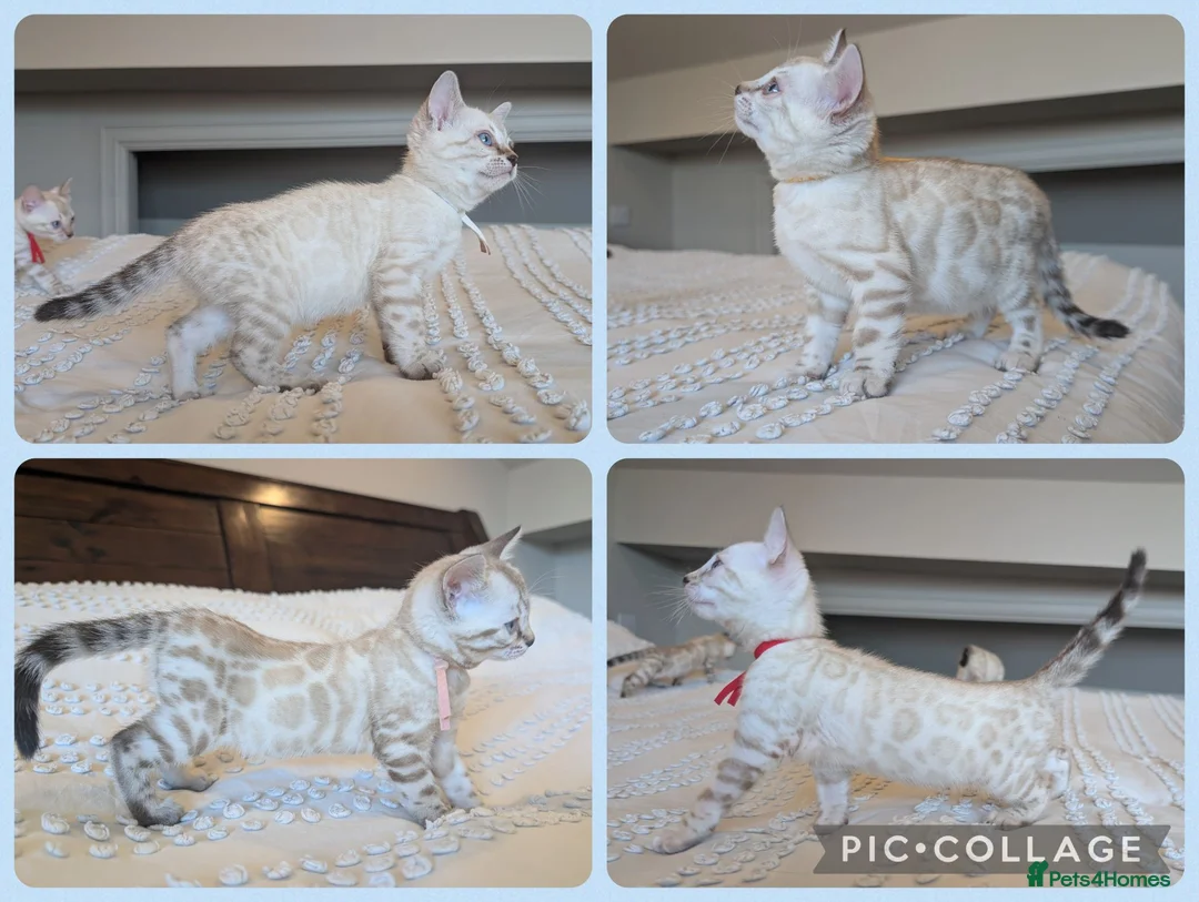 Bengal cats for sale: 🤍🩶 GORGEOUS BENGAL KITTENS 🩶🤍 - Advert 1