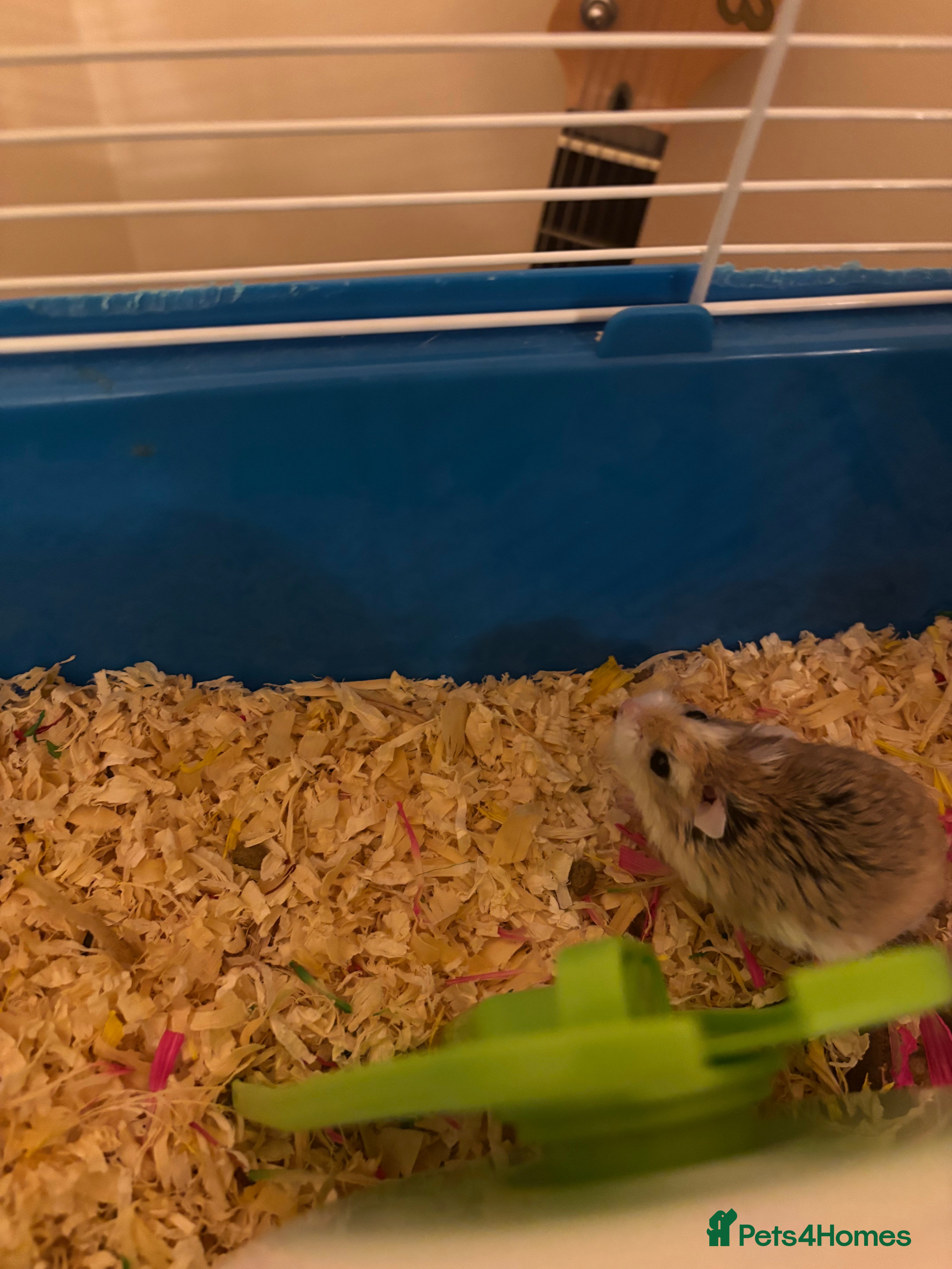 Hamster rodents Cute male roborovski dwarf hamster for sale in Edinburgh - Advert 3